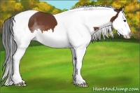 Horse Color:Bay Sabino Splash Tobiano 
