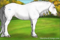 Horse Color:White Spotted Bay Tobiano