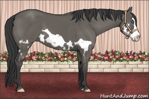 Horse Color:Grullo Splash Frame 