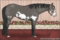 Horse Color:Grullo Splash Frame