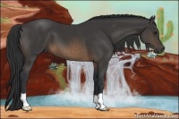 Horse Color:Buckskin Frame