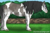 Horse Color:Grullo Splash Tobiano
