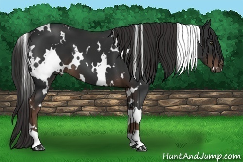 Horse Color:White Spotted Liver Chestnut