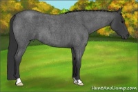 Horse Color:Blue Roan