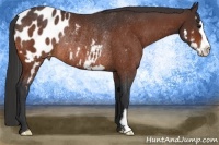 Horse Color:Bay Splash Frame Appaloosa Rabicano 