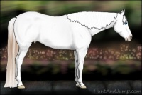 Horse Color:Liver Red Roan Splash Appaloosa 