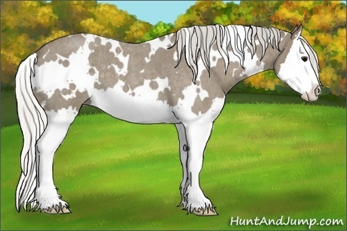 Horse Color:White Spotted Silver Smoky Blue Roan Splash