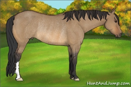 Horse Color:Bay Dun Frame Rabicano