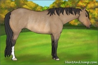 Horse Color:Bay Dun Frame Rabicano 