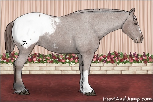 Horse Color:Bay Appaloosa 