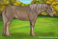 Horse Color:Chocolate Palomino Frame