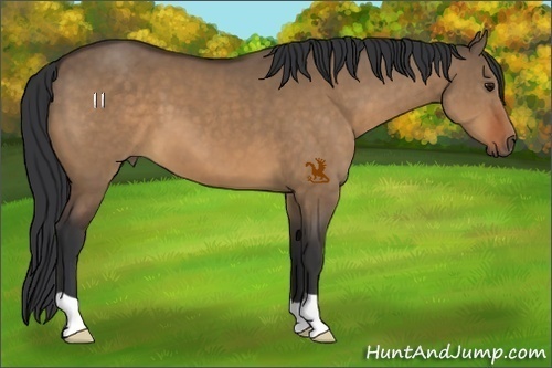 Horse Color:Bay Dun