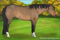 Horse Color:Bay Dun