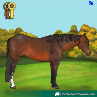 Horse Color:Brown Sabino
