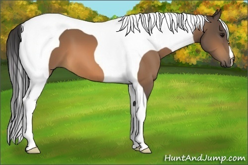 Horse Color:Buckskin Tobiano Frame 