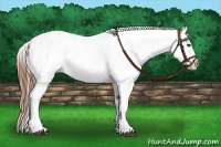 Horse Color:Grullo Appaloosa 