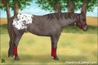 Horse Color:Liver Chestnut Appaloosa 