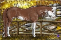Horse Color:Chestnut Sabino