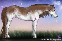 Horse Color:White Spotted Chestnut 