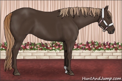 Horse Color:Liver Chestnut 