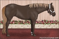 Horse Color:Liver Chestnut 