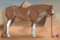 Horse Color:White Spotted Chestnut Sabino