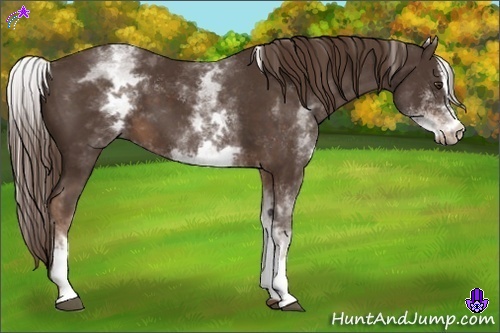 Horse Color:White Spotted Liver Chestnut Sabino 