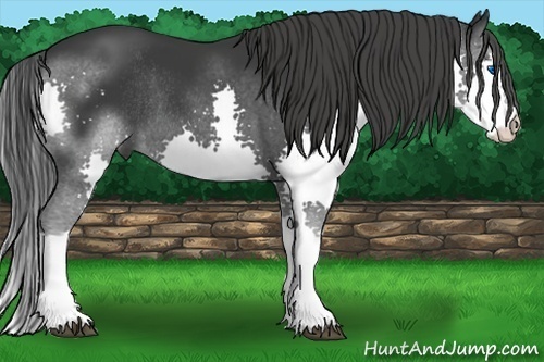 Horse Color:Black Splash Rabicano 