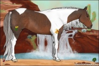 Horse Color:Liver Chestnut Tobiano
