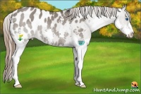 Horse Color:Grullo Splash Appaloosa Rabicano 