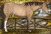 Horse Color:Amber Champagne Rabicano 