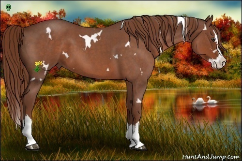 Horse Color:White Spotted Red Roan Splash 