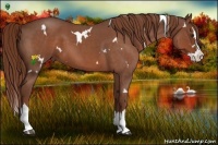 Horse Color:White Spotted Red Roan Splash