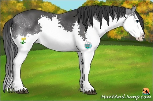 Horse Color:Black Splash 