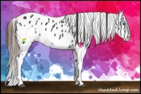 Horse Color:Black Splash Leopard 