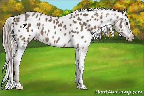 Horse Color:Chocolate Palomino Appaloosa 