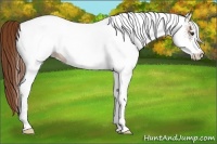 Horse Color:White Spotted Chestnut