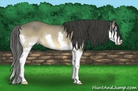 Horse Color:Buckskin Splash 