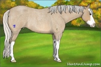 Horse Color:Silver Buckskin Roan Splash Rabicano