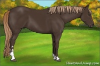 Horse Color:Liver Chestnut Sabino