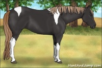 Horse Color:Liver Chestnut Tobiano