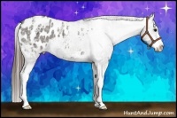 Horse Color:Grullo Ice Sabino Appaloosa