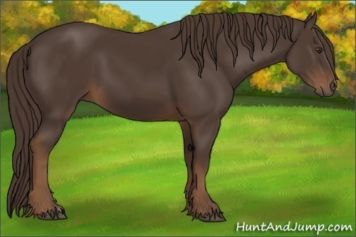 Horse Color:Liver Chestnut Frame 