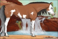 Horse Color:Bay Splash Frame