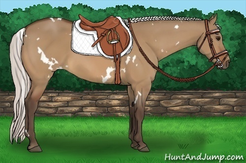 Horse Color:White Spotted Silver Bay Dun