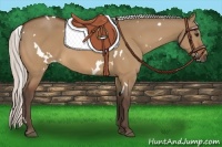 Horse Color:White Spotted Silver Bay Dun