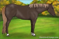 Horse Color:Liver Chestnut 