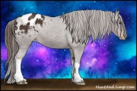 Horse Color:Liver Chestnut Appaloosa 
