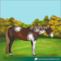 Horse Color:White Spotted Liver Chestnut 