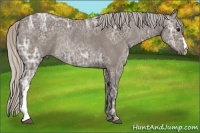 Horse Color:Silver Black Ice Rabicano